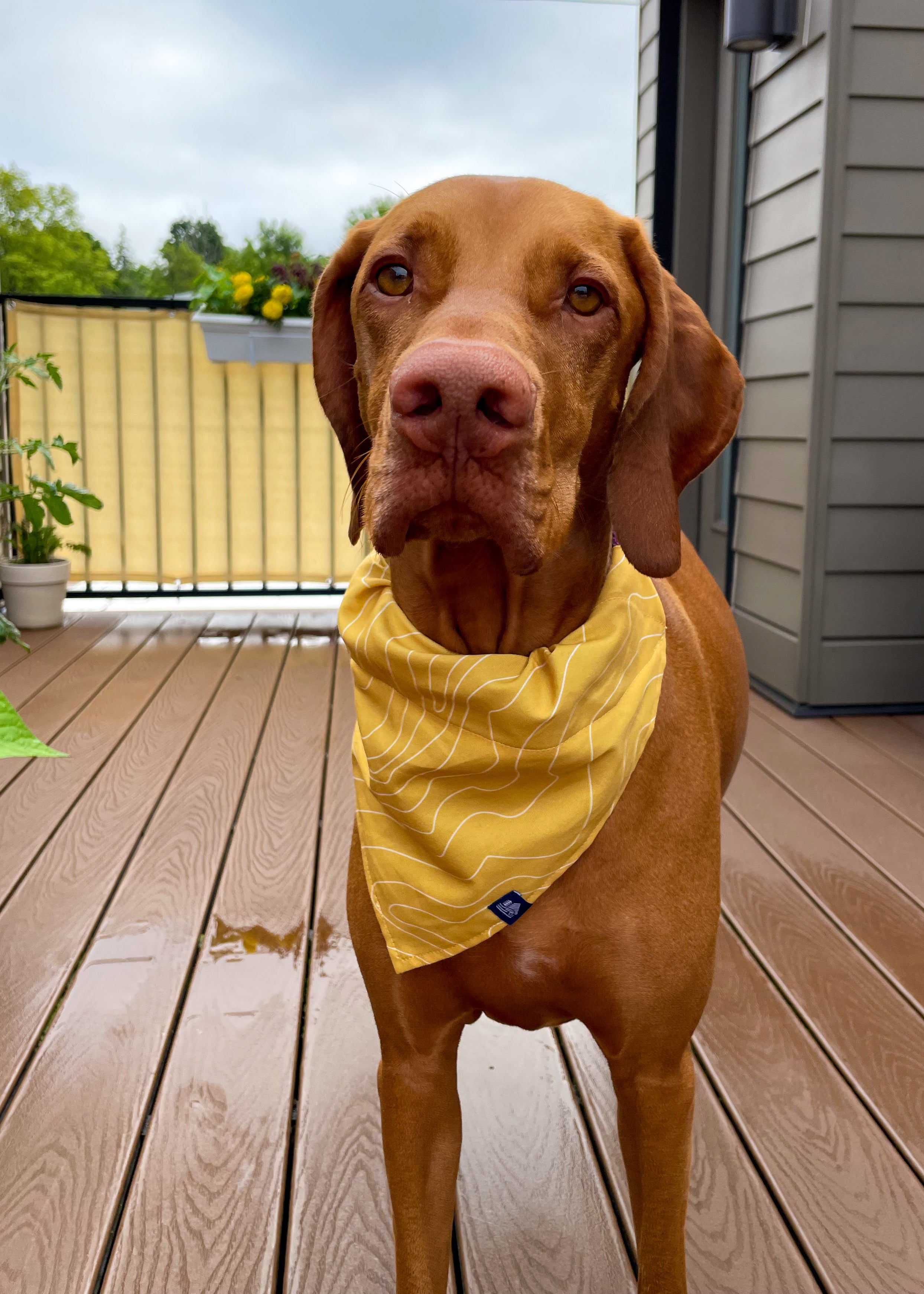 Pet Bandana