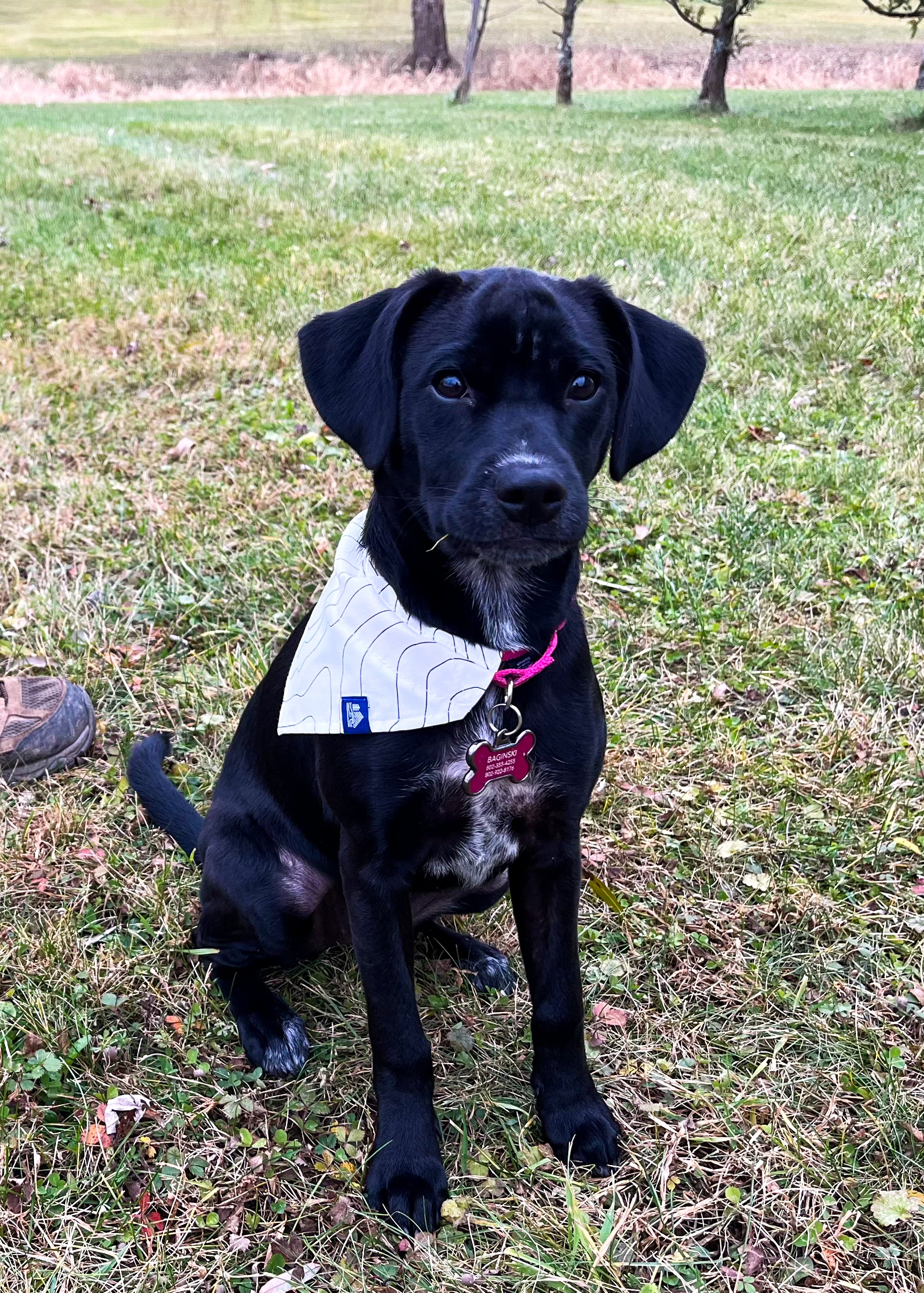 Pet Bandana