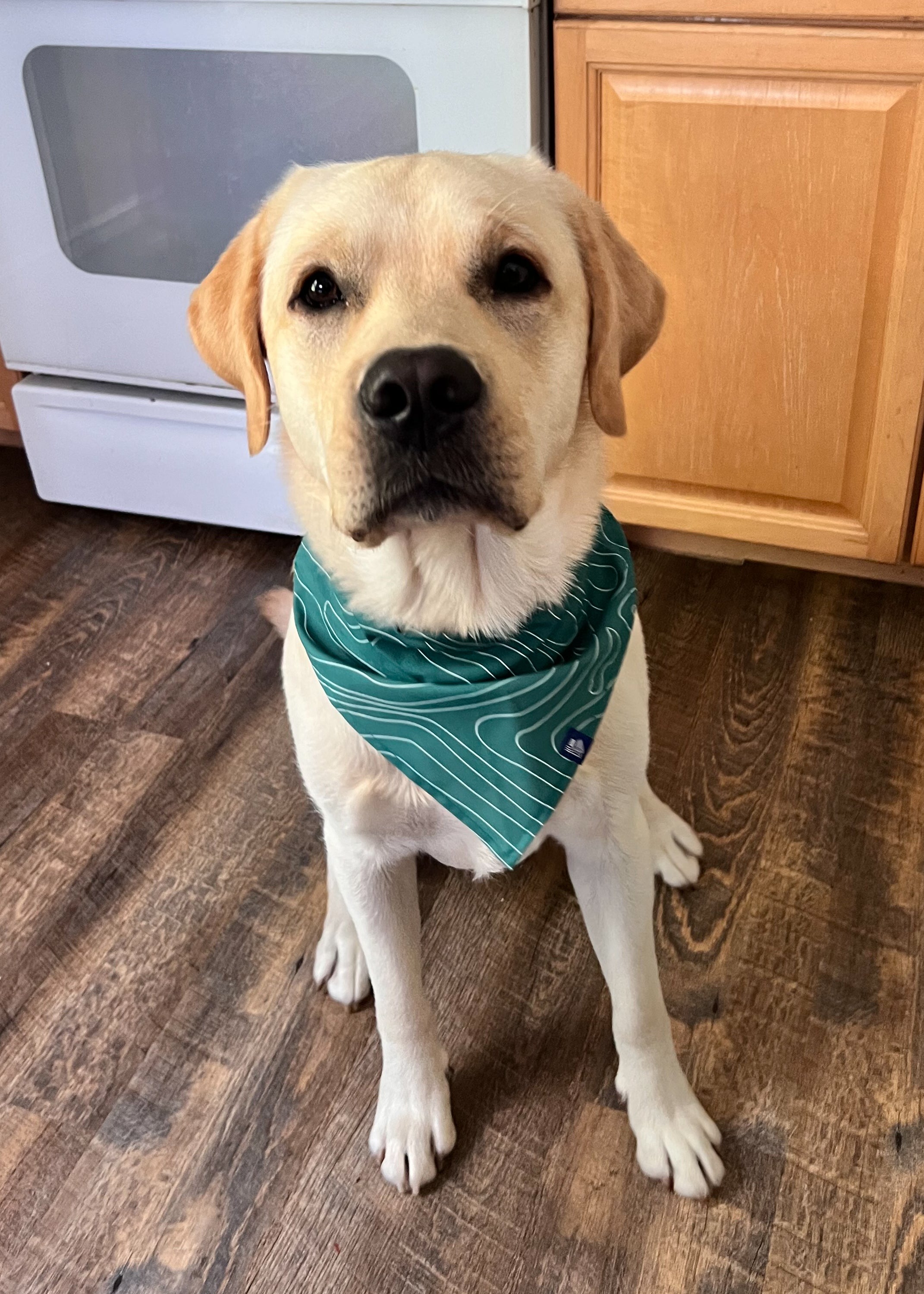 Pet Bandana